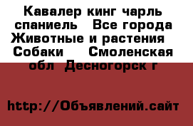 Кавалер кинг чарль спаниель - Все города Животные и растения » Собаки   . Смоленская обл.,Десногорск г.